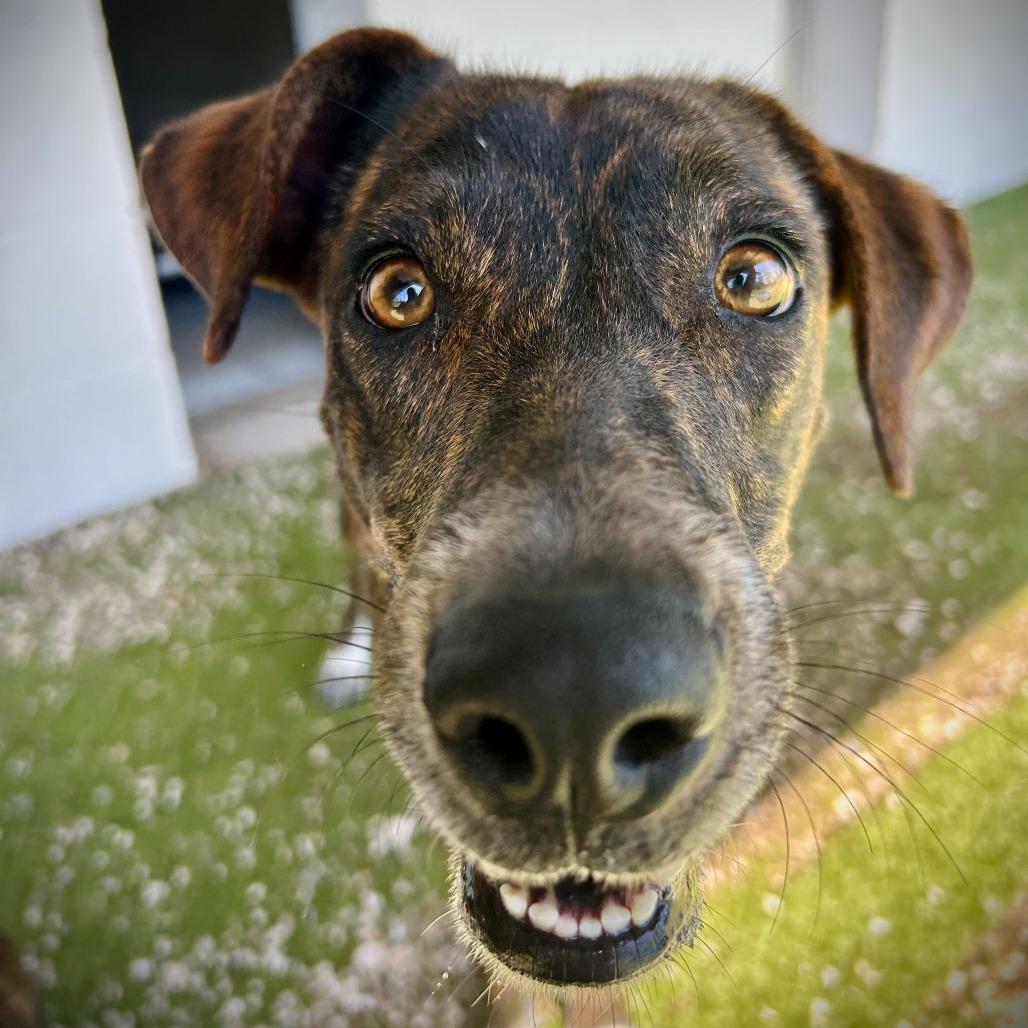 Starburst, a Adoptable mixed breed in Englewood, FL image 2/6