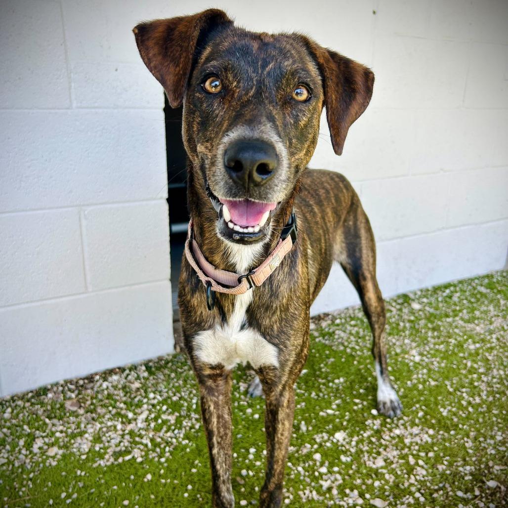 Starburst, a Adoptable mixed breed in Englewood, FL image 3/6