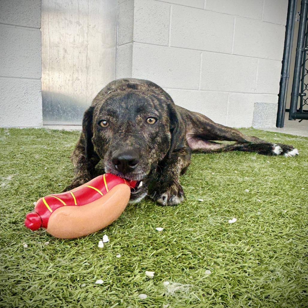 Starburst, a Adoptable mixed breed in Englewood, FL image 4/6