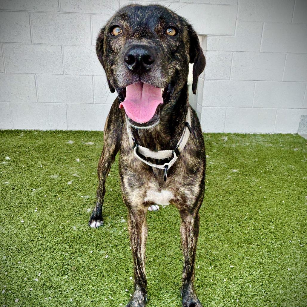 Starburst, a Adoptable mixed breed in Englewood, FL image 5/6