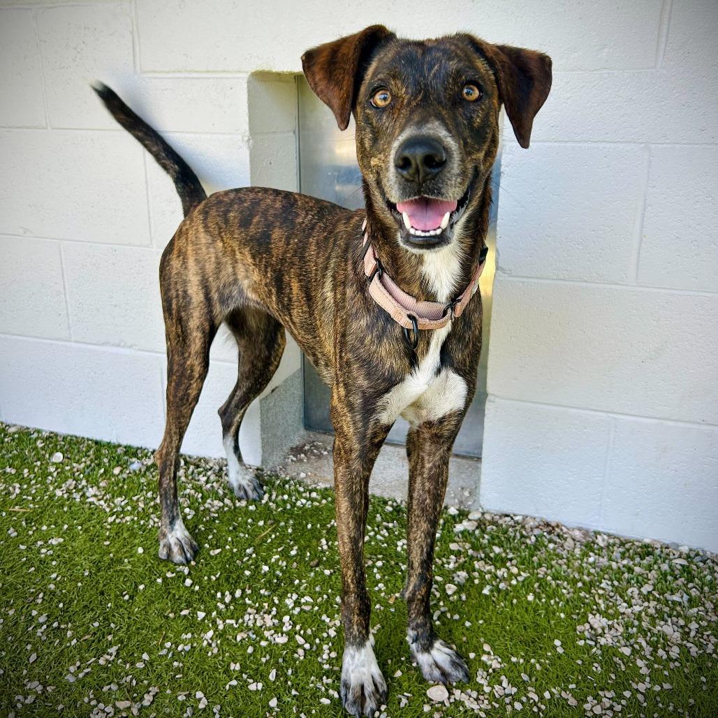 Starburst, a Adoptable mixed breed in Englewood, FL image 6/6