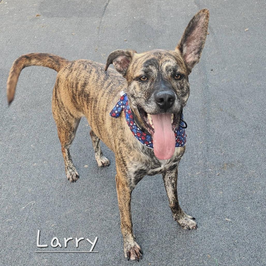 Larry, Adoptable, Adult Male Dutch Shepherd & Plott Hound.