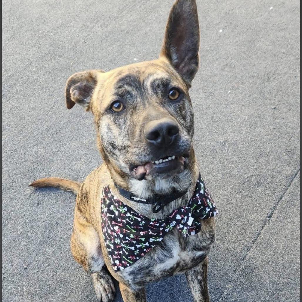 Enlarge Larry, a Adoptable mixed breed in Cleveland, TN image 2/2