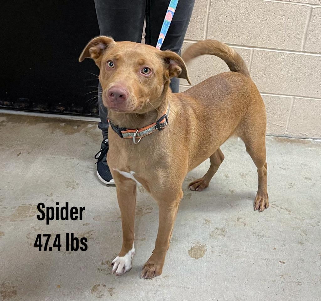 Enlarge Spider, a Adoptable mixed breed in Clearfield, KY image 1/1