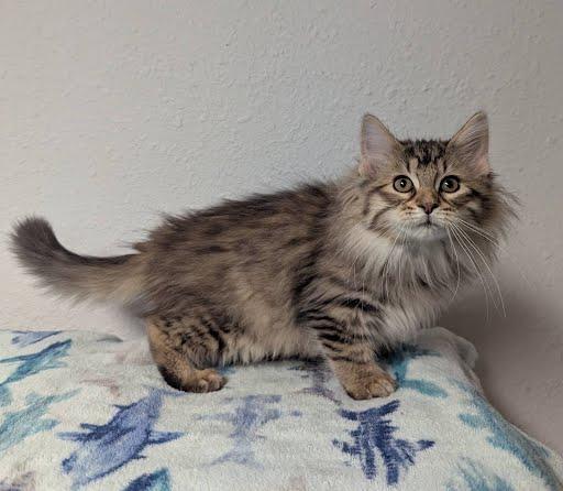 Sofia, Adoptable, Kitten Female Domestic Long Hair.