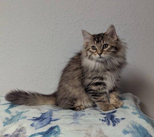 Sofia, a Adoptable Domestic Long Hair in Little Falls, MN image 2/6
