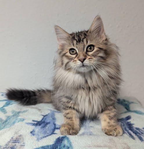 Sofia, a Adoptable Domestic Long Hair in Little Falls, MN image 4/6