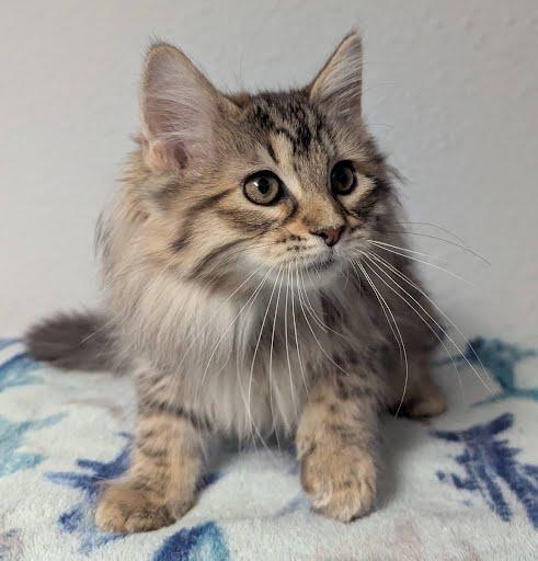 Sofia, a Adoptable Domestic Long Hair in Little Falls, MN image 3/6