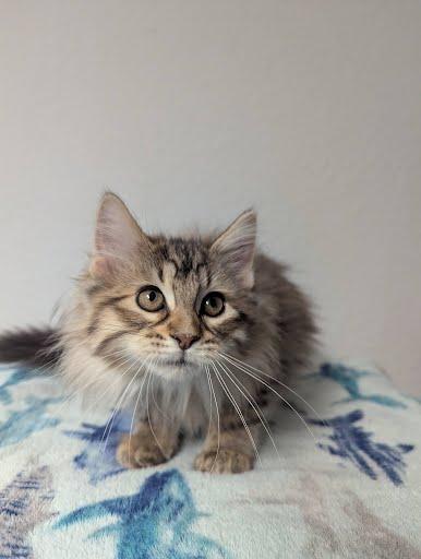 Sofia, a Adoptable Domestic Long Hair in Little Falls, MN image 5/6