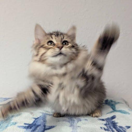 Sofia, a Adoptable Domestic Long Hair in Little Falls, MN image 6/6