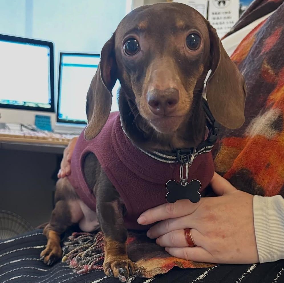 Enlarge Rueger, a Adoptable Miniature Dachshund in Portland, OR image 1/4