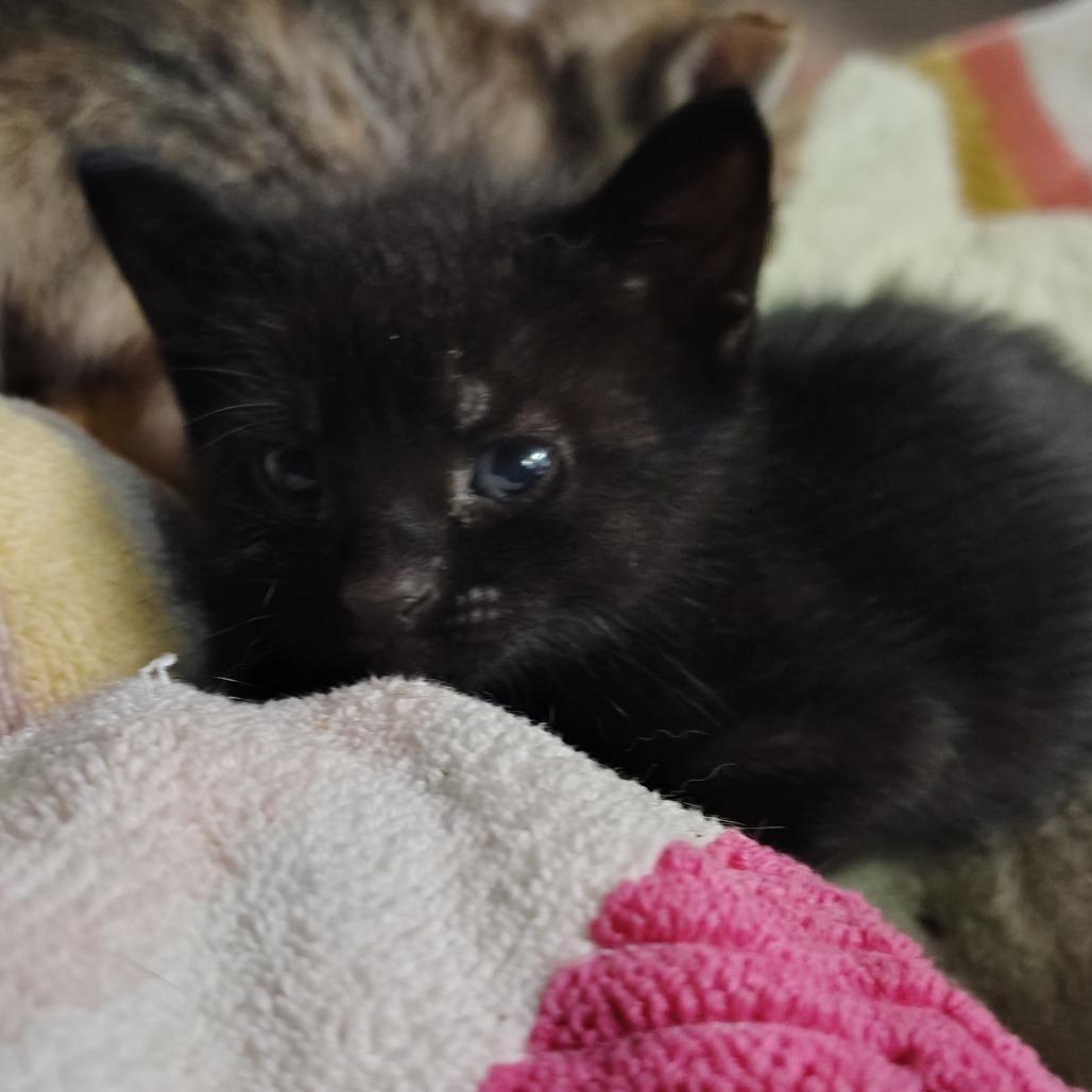 Enlarge Milton, a Adoptable Domestic Short Hair in Vieques, PR image 1/1