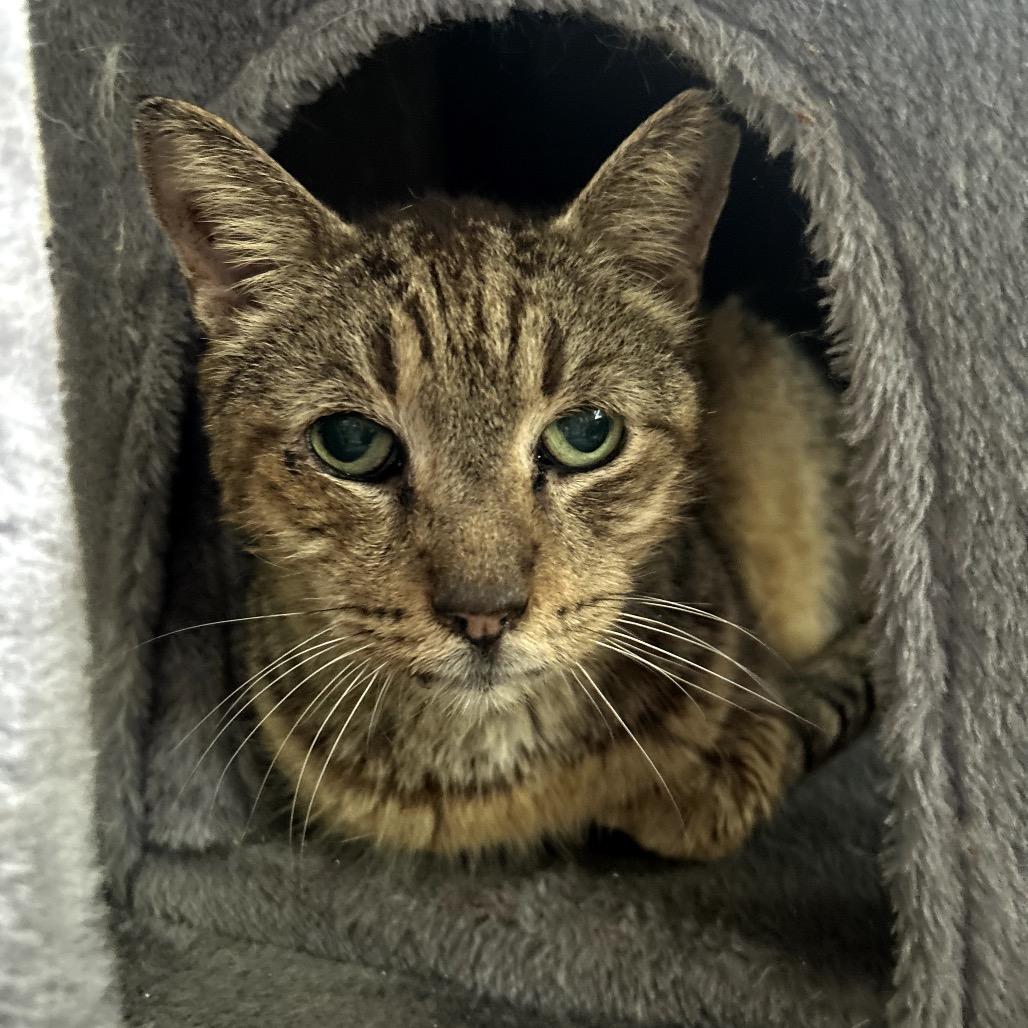 Patriot, Adoptable, Senior Male Domestic Short Hair.
