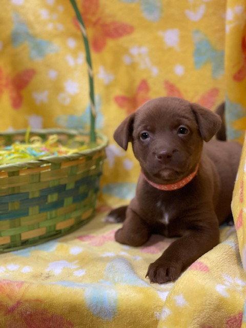 Addison, Adoptable, Puppy Female Terrier & Labrador Retriever.