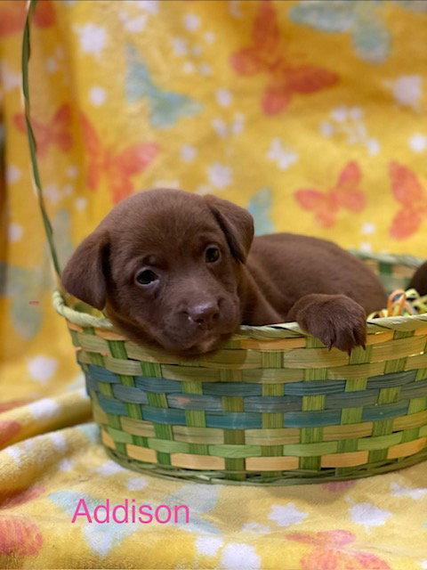 Addison, a Adoptable mixed breed in Duluth, MN image 3/3