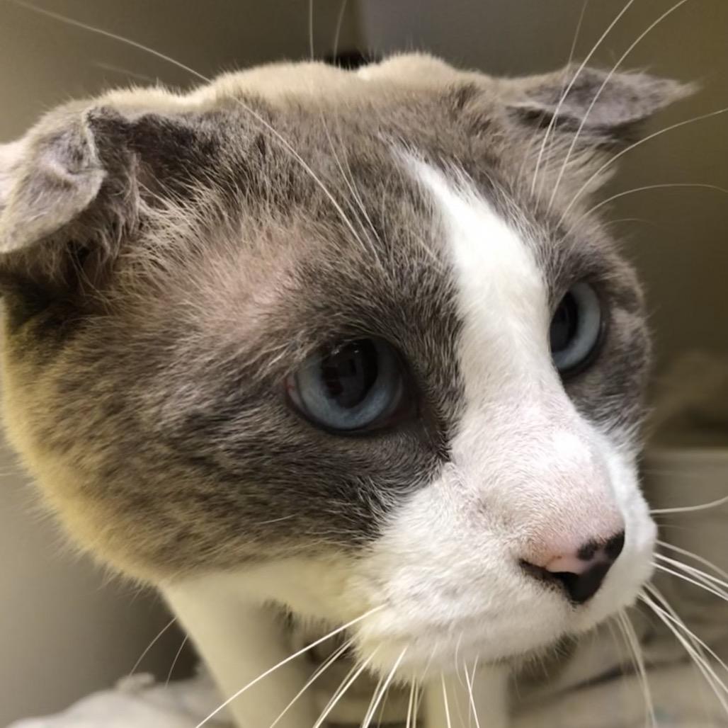 Bonkers, Adoptable, Adult Male Domestic Short Hair.