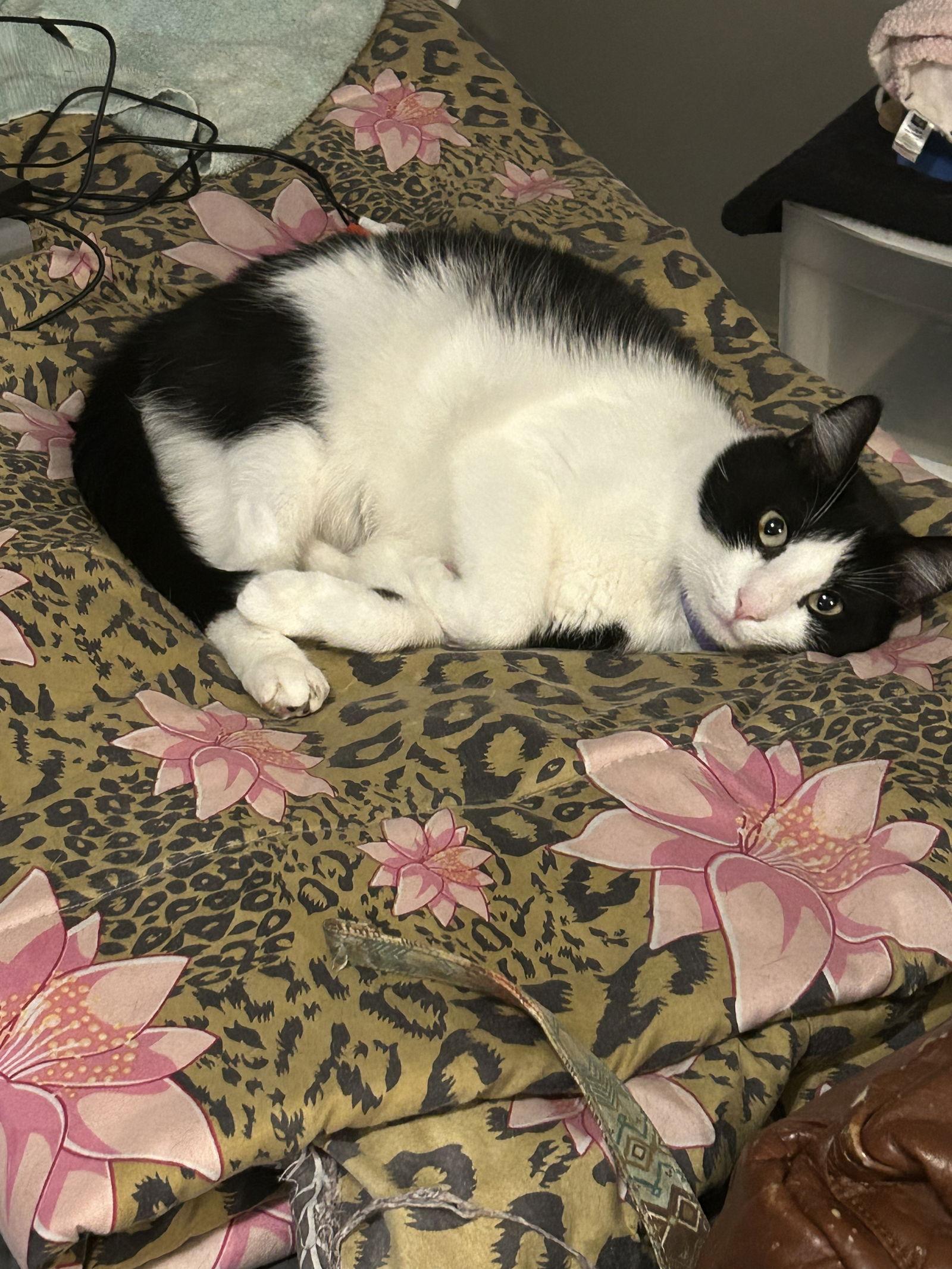 Tuxe*, Adoptable, Young Female Domestic Short Hair.