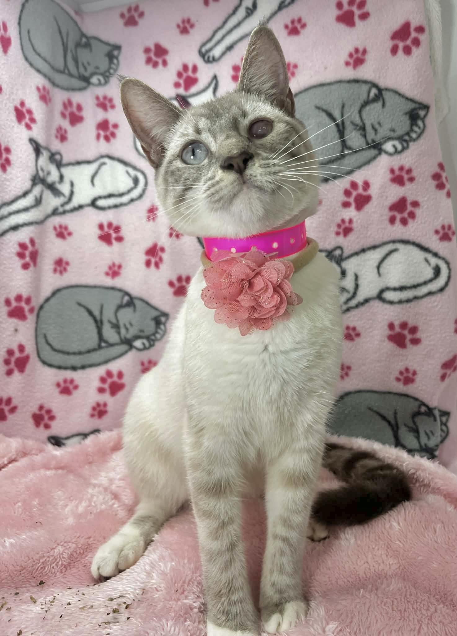 Yoyo , a ADOPTABLE mixed breed in Tavares, FL image 2/2