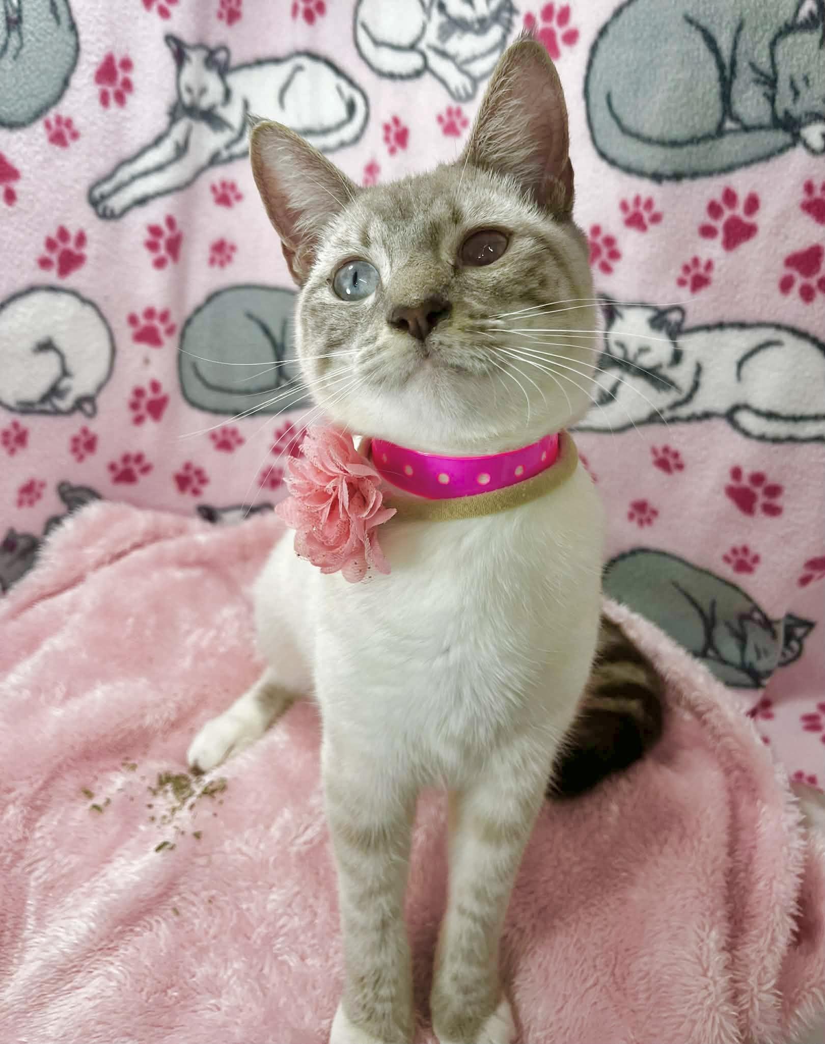 Yoyo , ADOPTABLE, Adult Female Siamese & Domestic Short Hair.