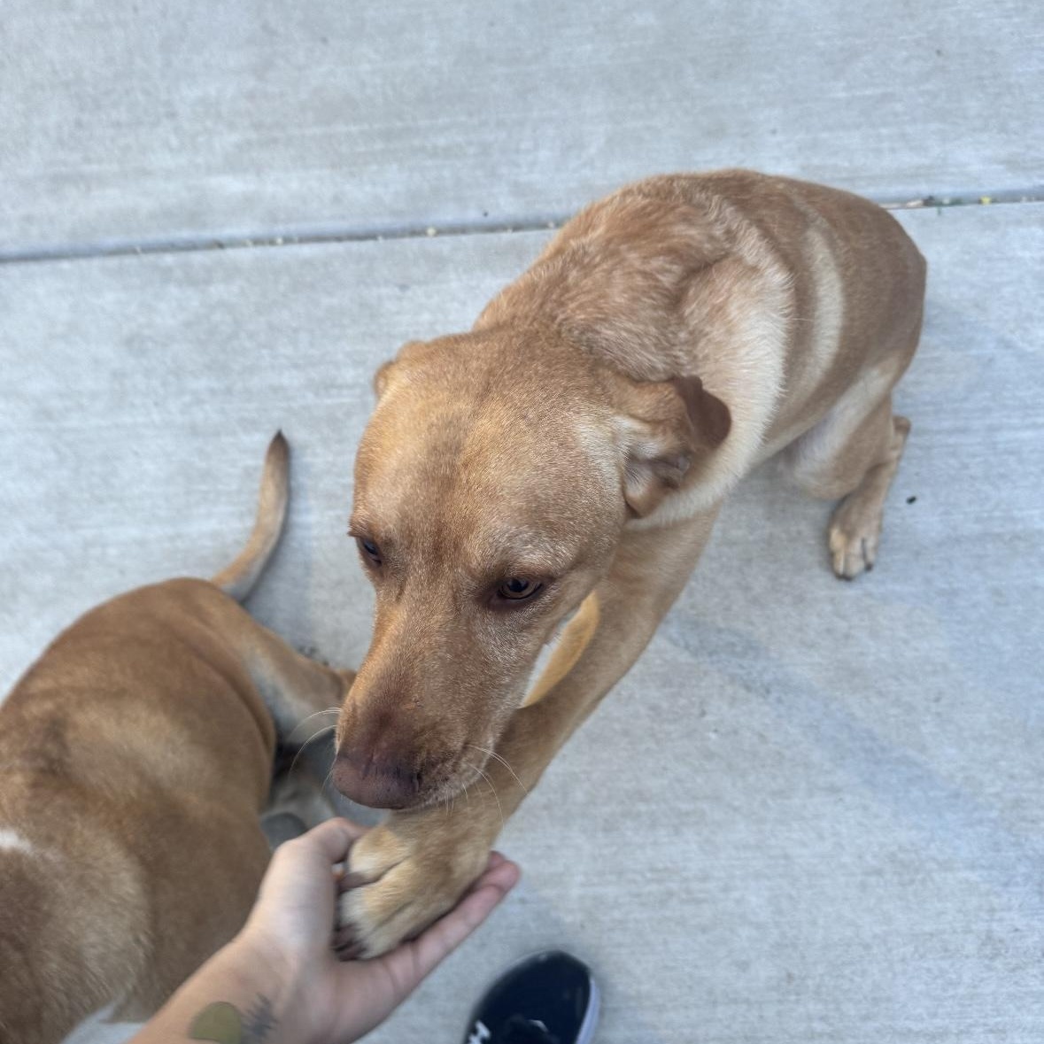 Enlarge Atlas, a ADOPTABLE mixed breed in San Francisco, CA image 3/3