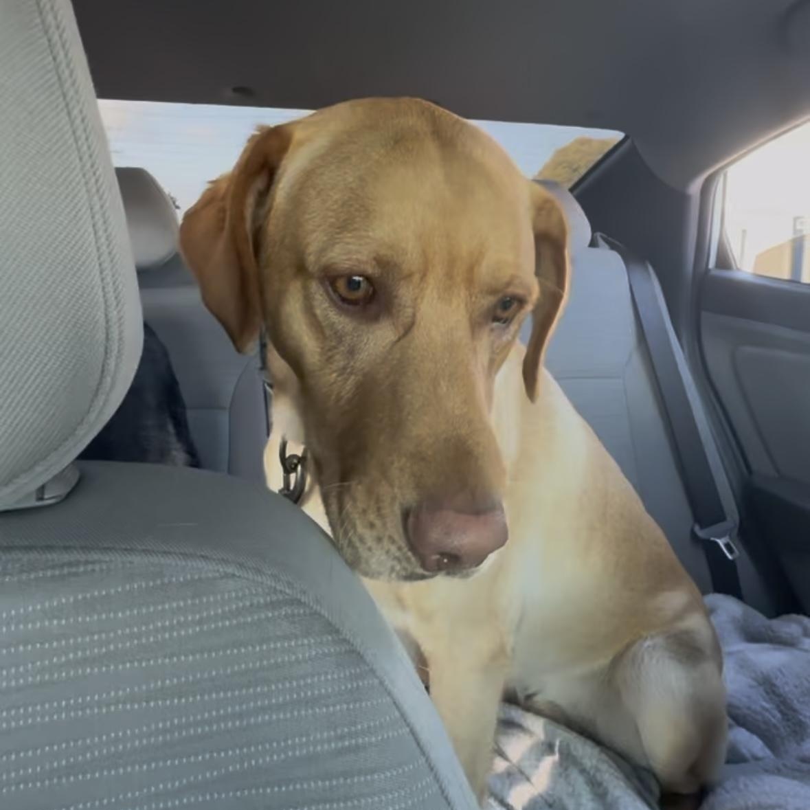 Atlas, ADOPTABLE, Young Male Labrador Retriever & Golden Retriever.