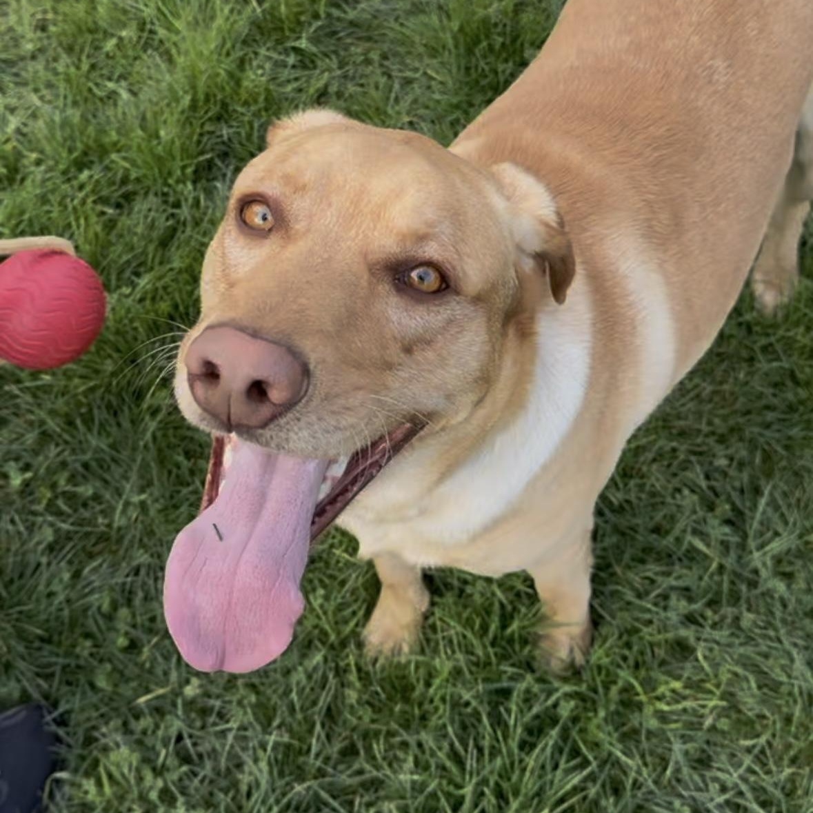 Enlarge Atlas, a ADOPTABLE mixed breed in San Francisco, CA image 2/3