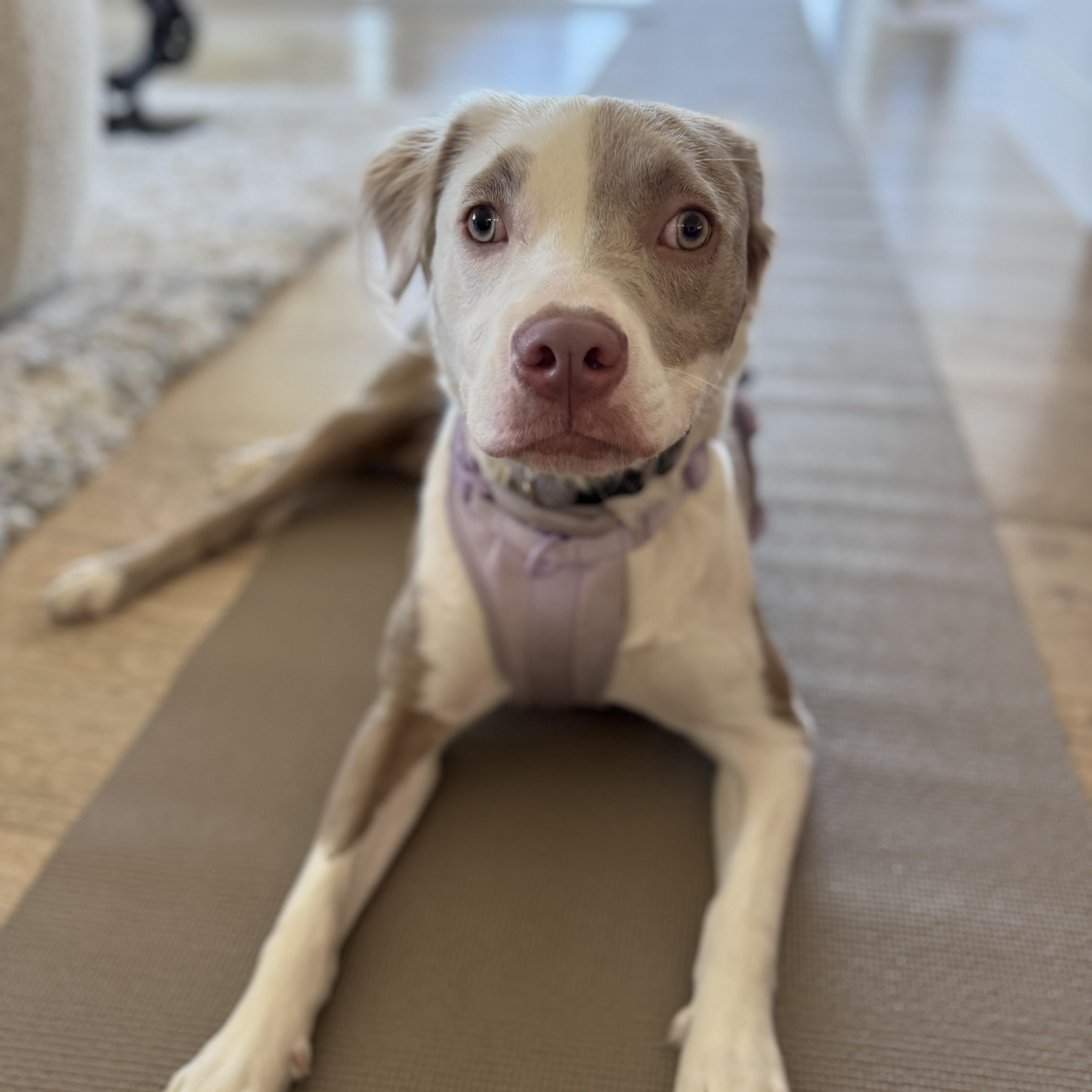 Enlarge Bambi, a ADOPTABLE mixed breed in Los Angeles, CA image 2/4