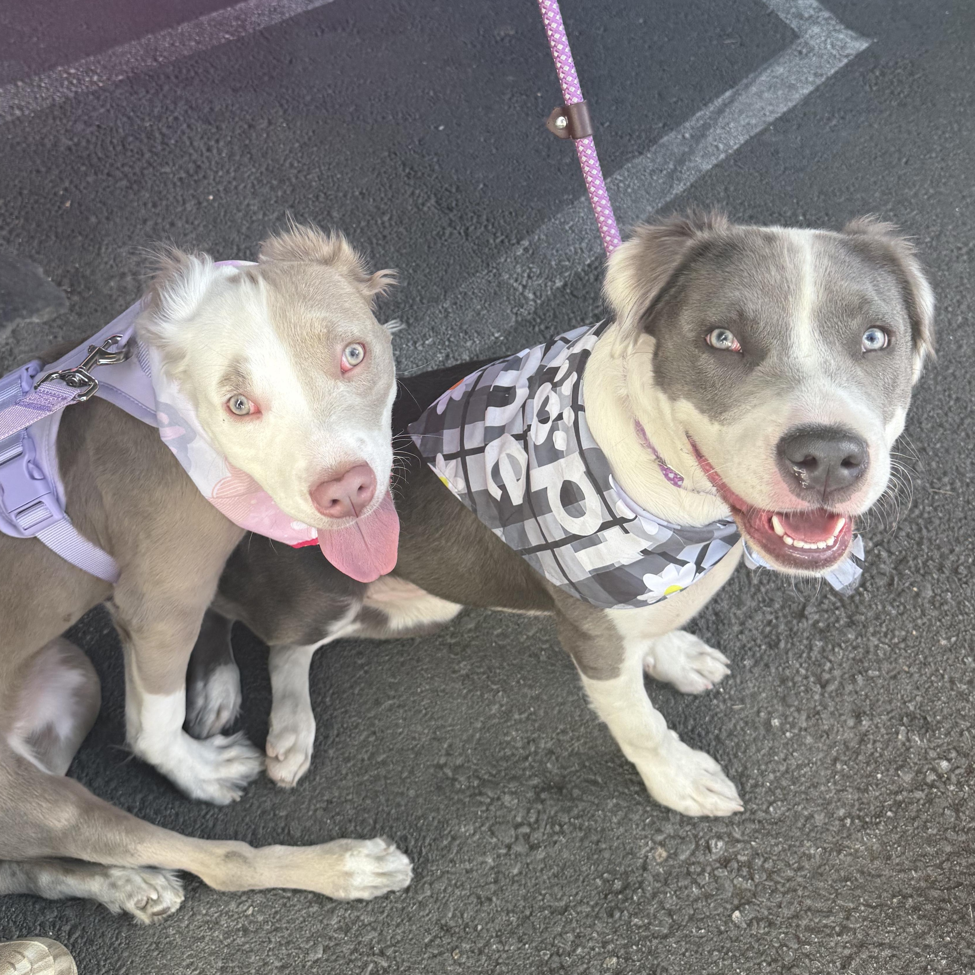 Enlarge Bambi, a ADOPTABLE mixed breed in Los Angeles, CA image 2/5