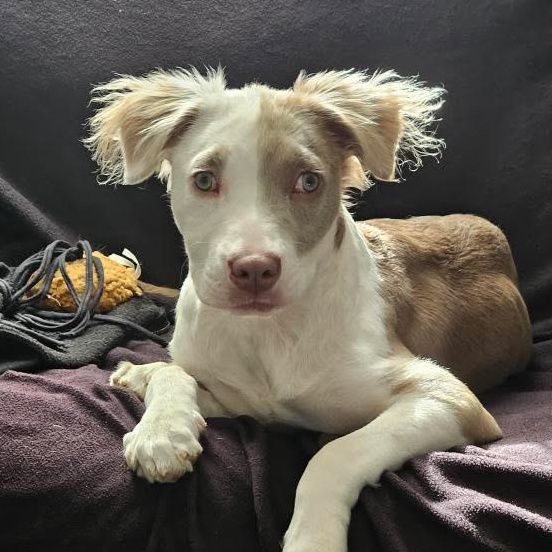 Bambi, ADOPTABLE, Puppy Female Labrador Retriever & Staffordshire Bull Terrier.