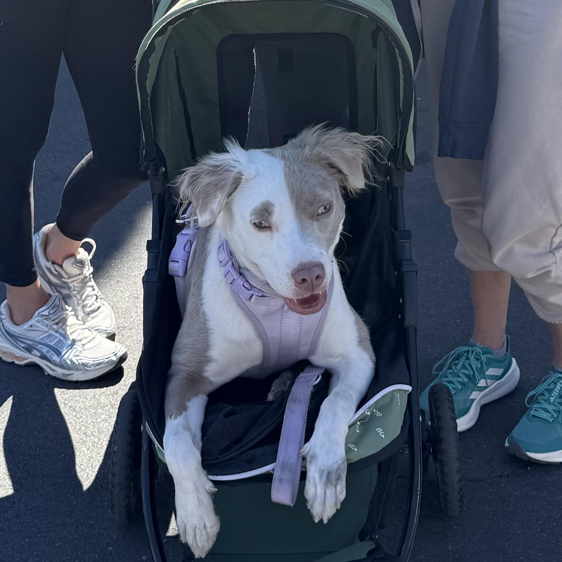 Enlarge Bambi, a ADOPTABLE mixed breed in Los Angeles, CA image 2/5