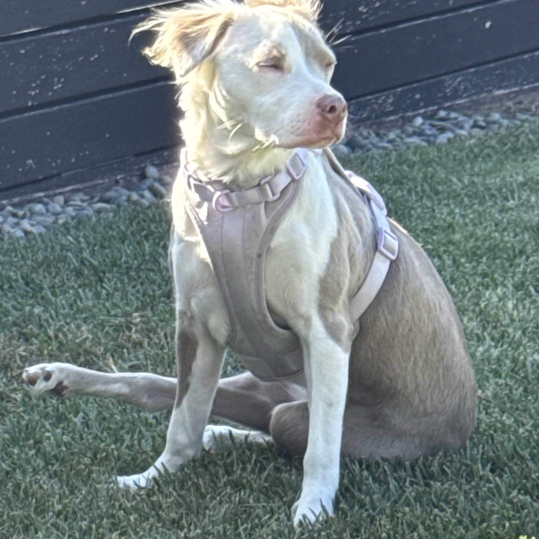 Enlarge Bambi, a ADOPTABLE mixed breed in Los Angeles, CA image 1/4