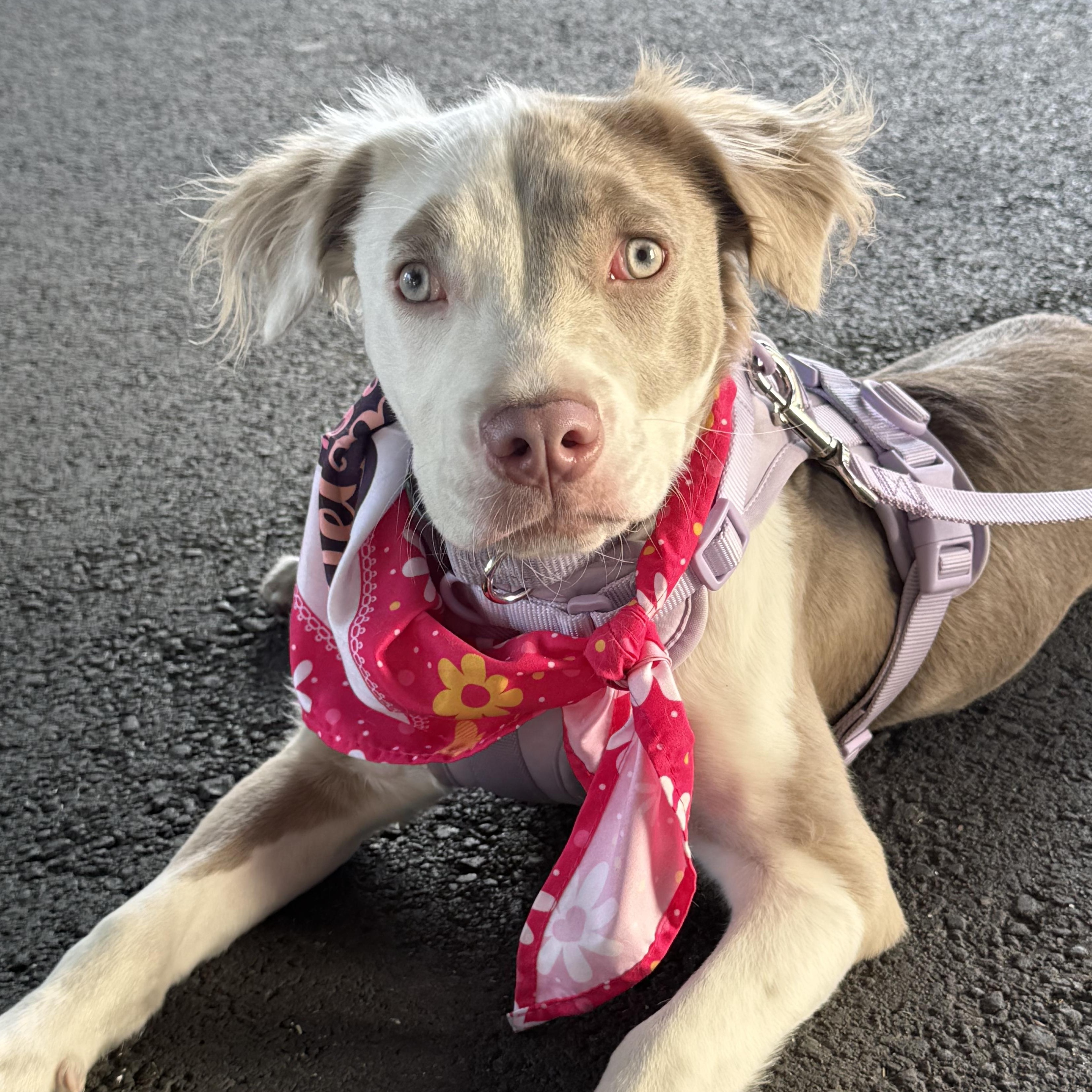 Enlarge Bambi, a ADOPTABLE mixed breed in Los Angeles, CA image 1/5