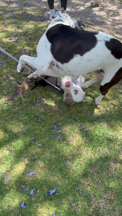 Enlarge Bambi, a ADOPTABLE mixed breed in Los Angeles, CA video 4/4