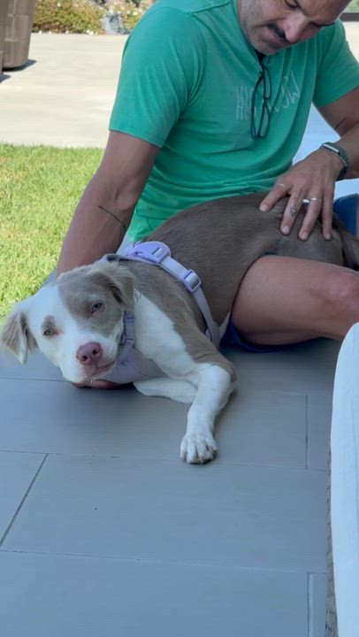 Enlarge Bambi, a ADOPTABLE mixed breed in Los Angeles, CA video 3/4