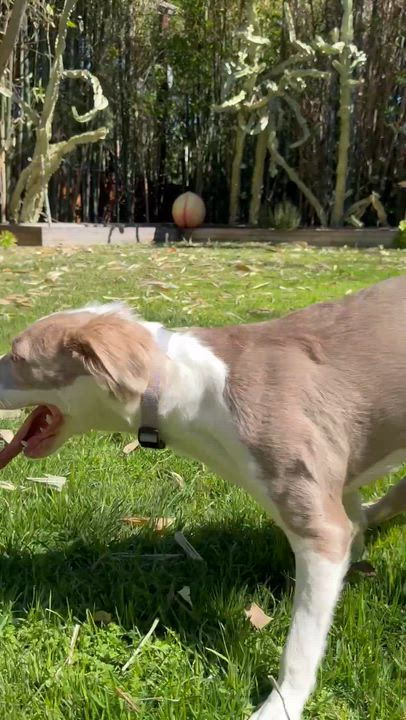 Enlarge Bambi, a ADOPTABLE mixed breed in Los Angeles, CA video 4/5