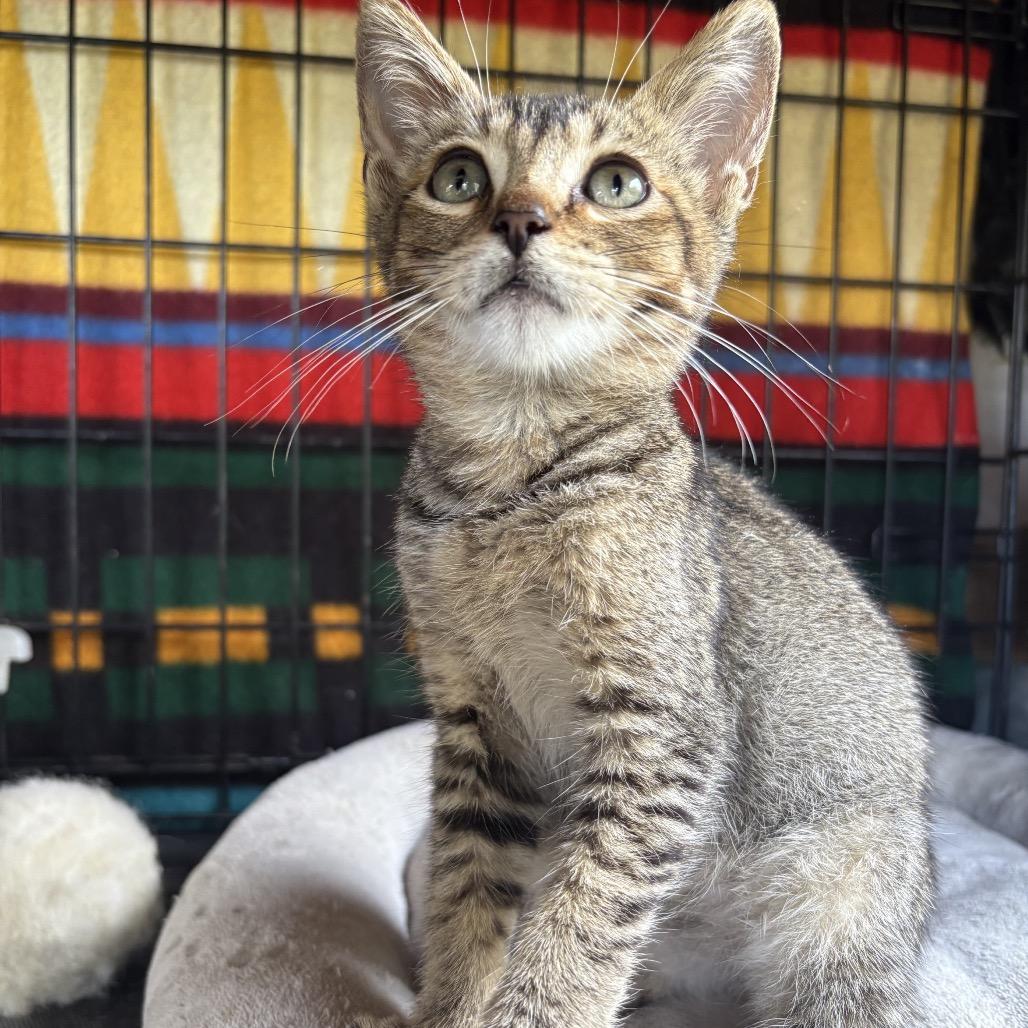 Harper, Adoptable, Kitten Male Domestic Short Hair.