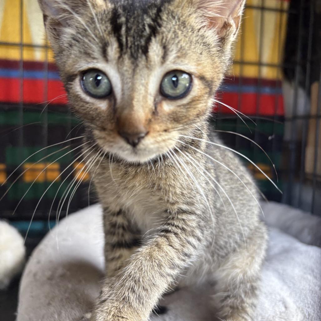 Enlarge Harper, a Adoptable Domestic Short Hair in Pahoa, HI image 2/6
