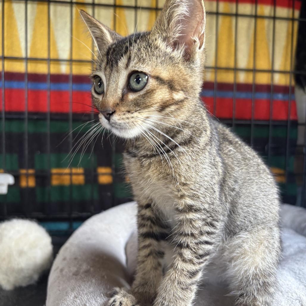Enlarge Harper, a Adoptable Domestic Short Hair in Pahoa, HI image 3/6