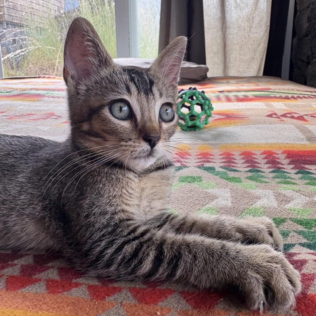 Enlarge Harper, a Adoptable Domestic Short Hair in Pahoa, HI image 4/6
