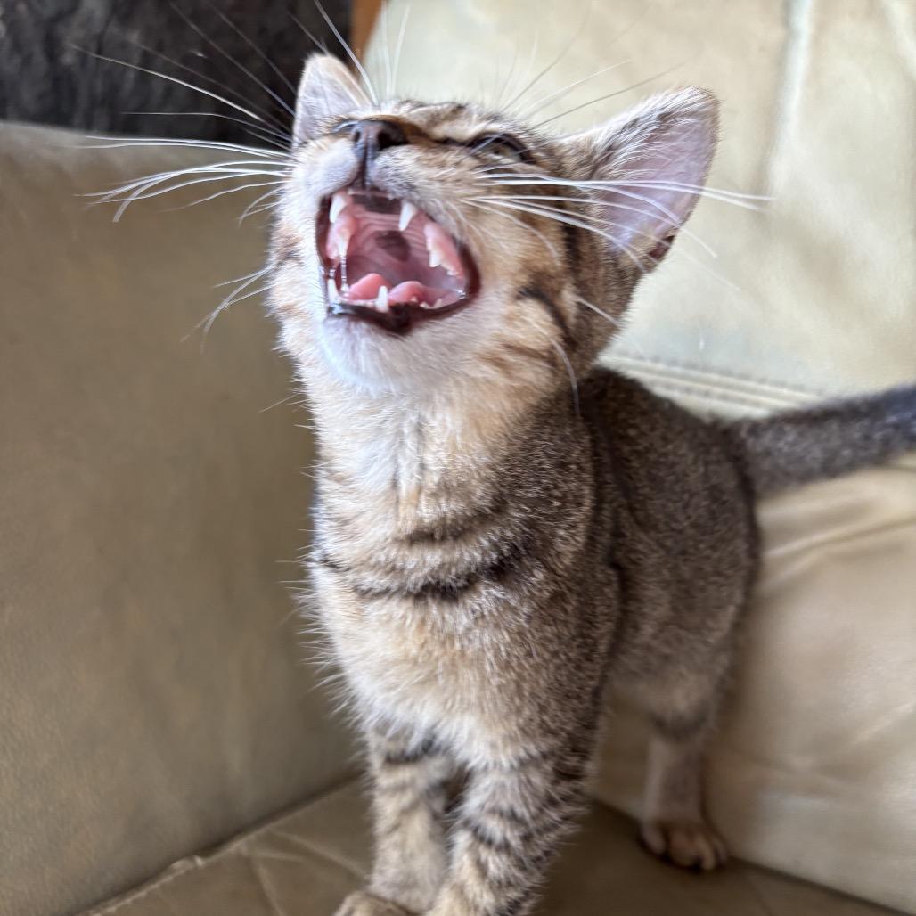 Enlarge Harper, a Adoptable Domestic Short Hair in Pahoa, HI image 5/6