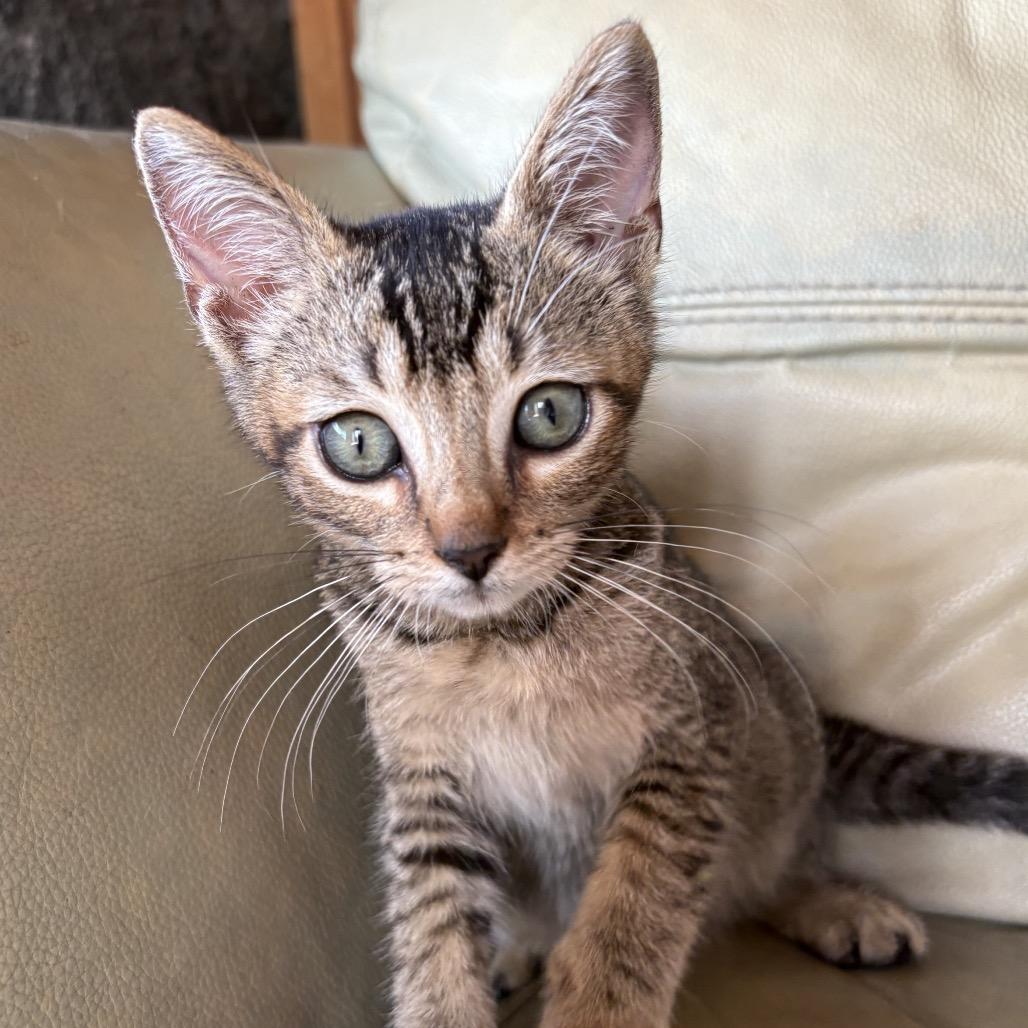 Enlarge Harper, a Adoptable Domestic Short Hair in Pahoa, HI image 6/6