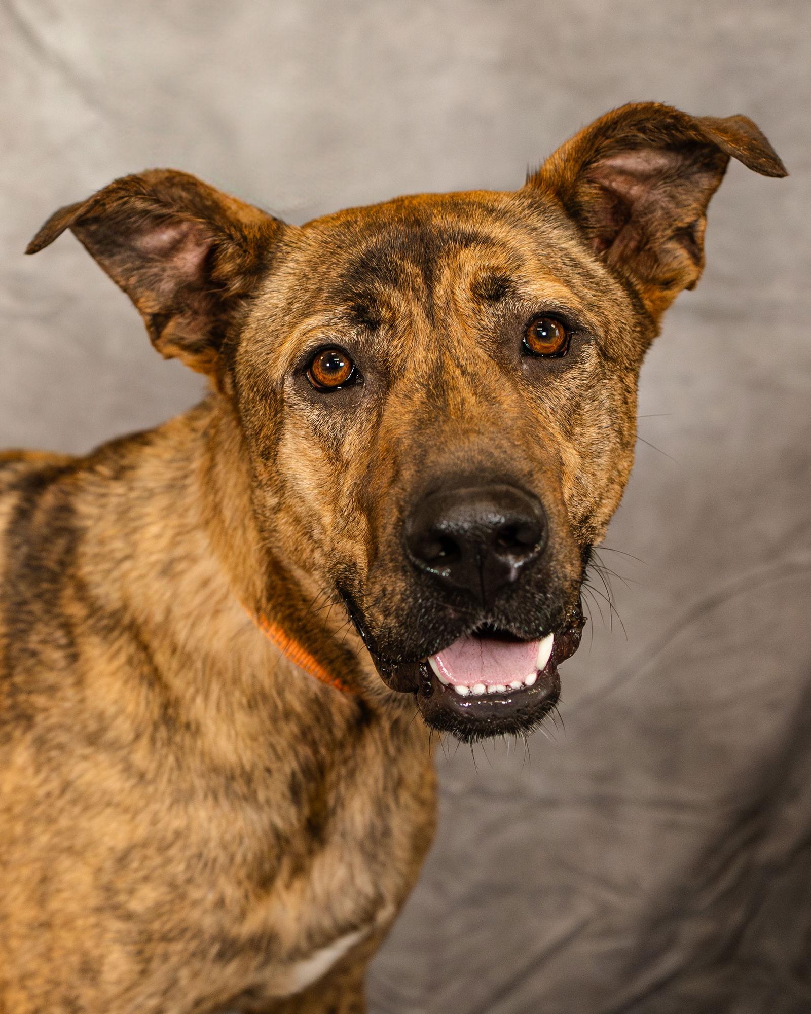 Hans, Adoptable, Adult Male German Shepherd Dog & Great Pyrenees.
