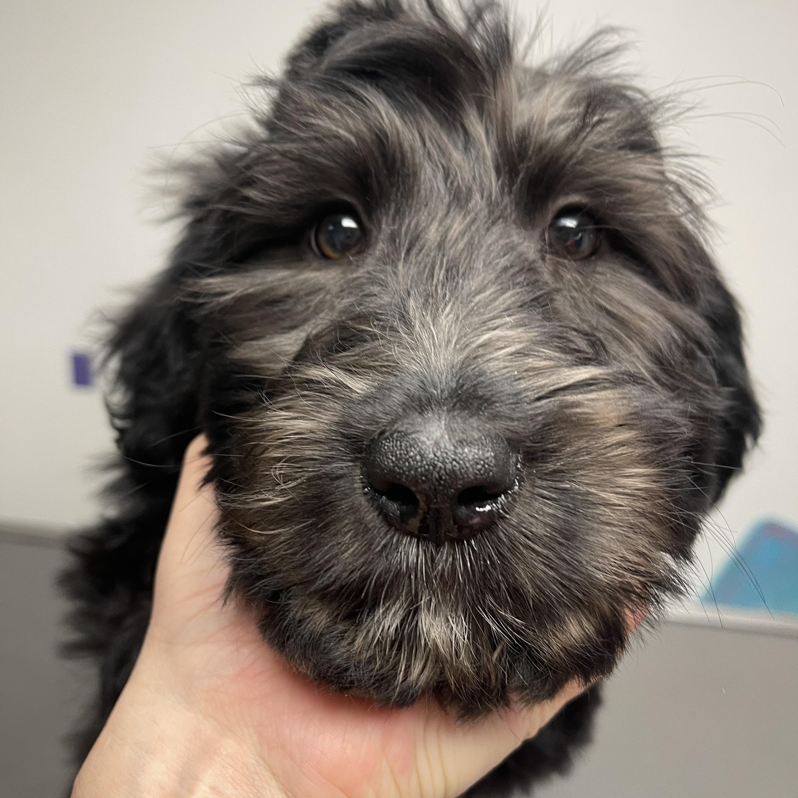 Meadow, Adoptable, Puppy Female Labradoodle & Goldendoodle.