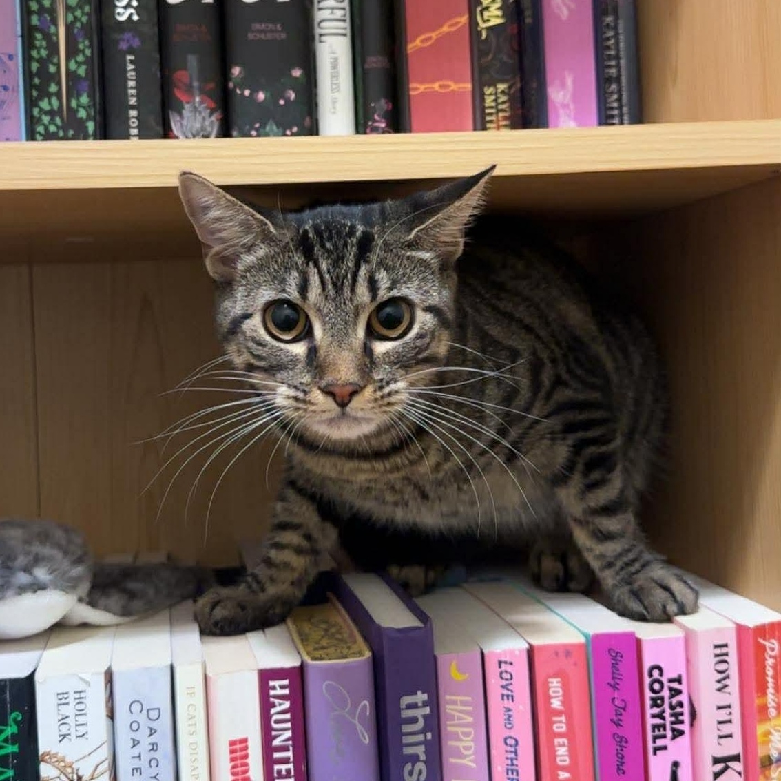 Enlarge Gnocchi - sweetest girl, a Adoptable Domestic Short Hair in Brooklyn, NY image 3/5