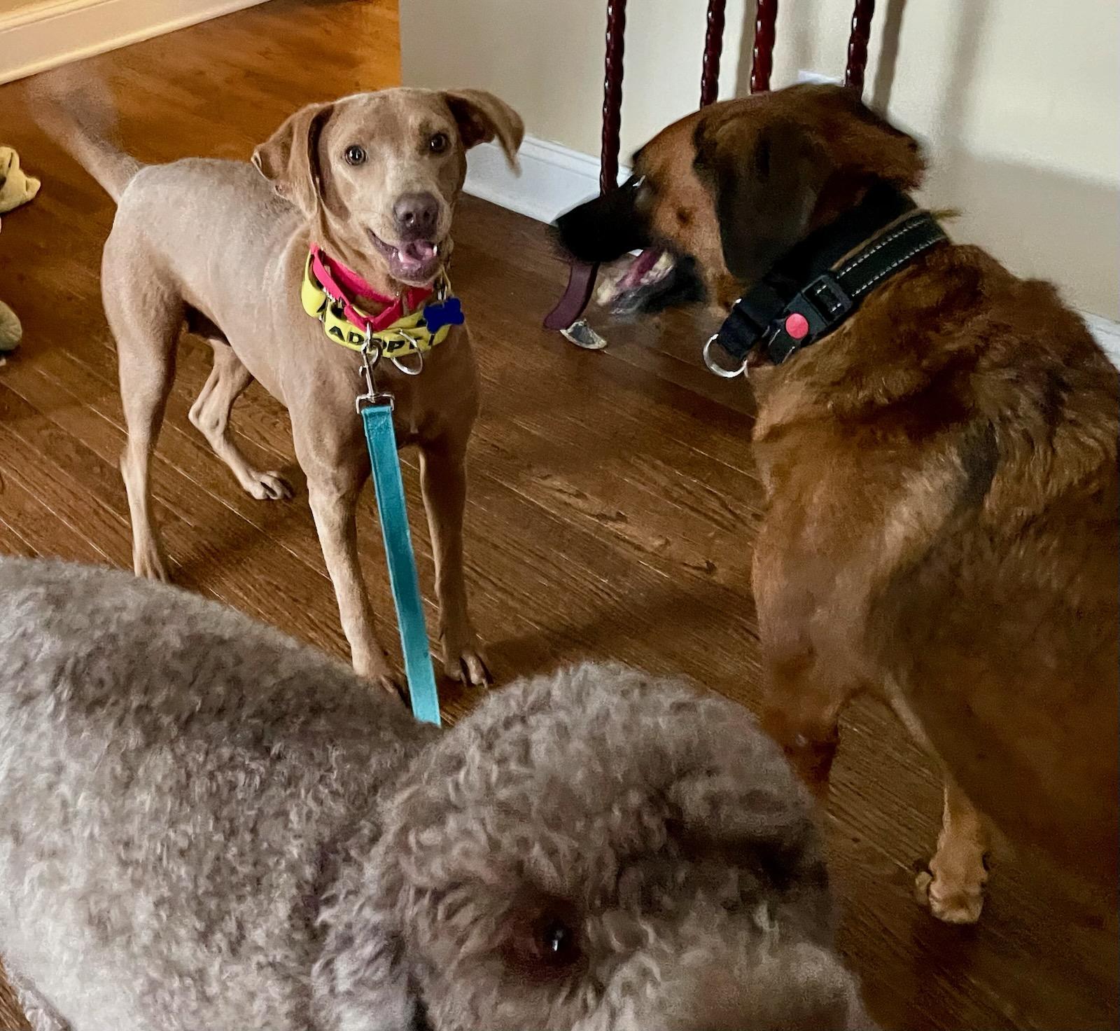 Enlarge PIXIE GIRL, a Adoptable mixed breed in Blue Bell, PA image 1/6