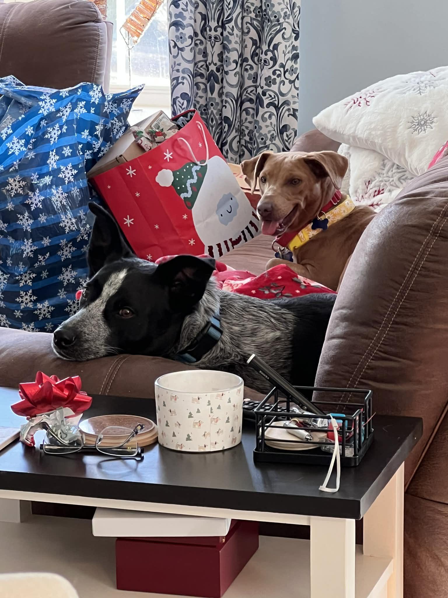 Enlarge PIXIE GIRL, an adopted mixed breed in Blue Bell, PA image 3/6