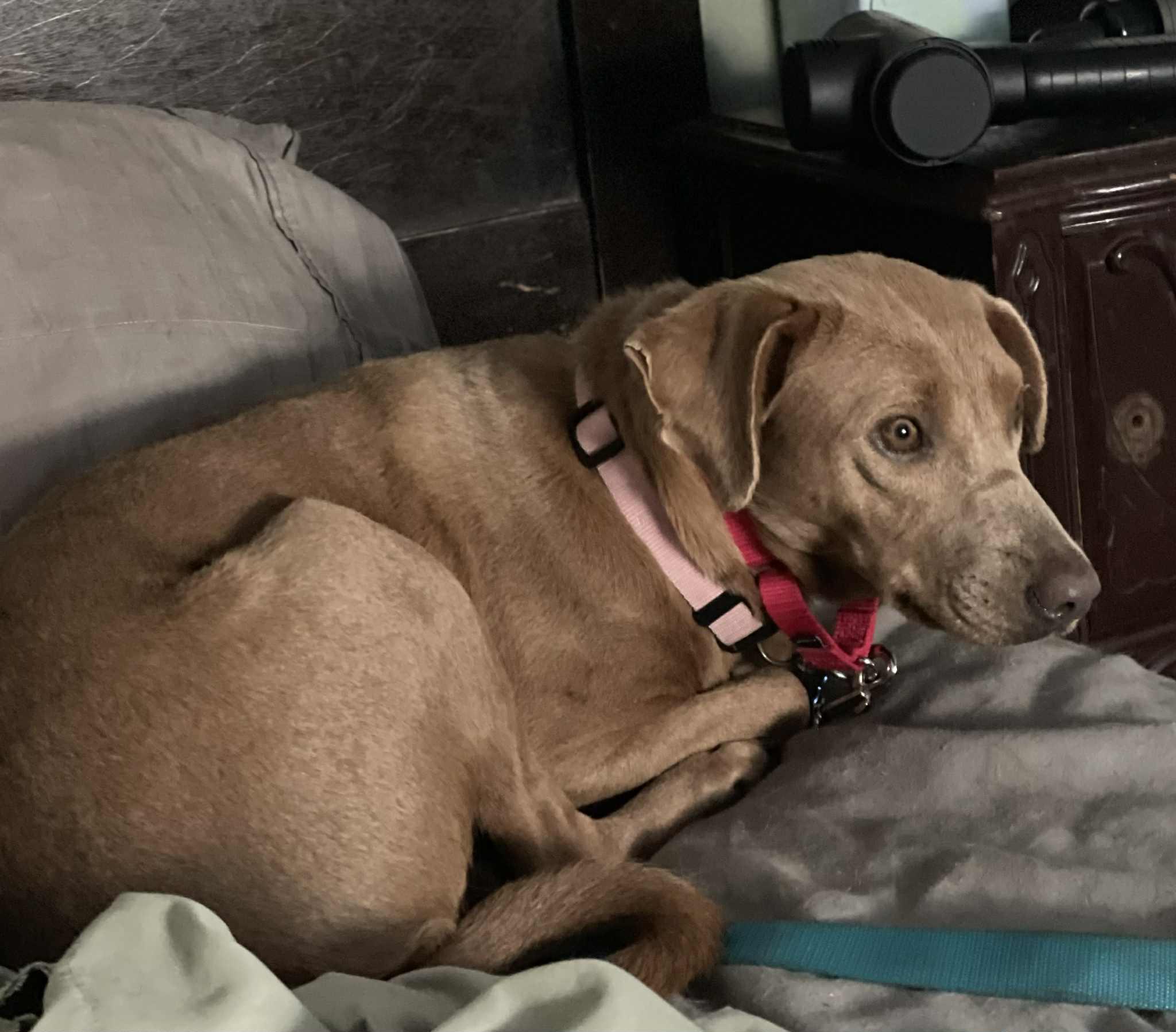 Enlarge PIXIE GIRL, a Adoptable mixed breed in Blue Bell, PA image 6/6