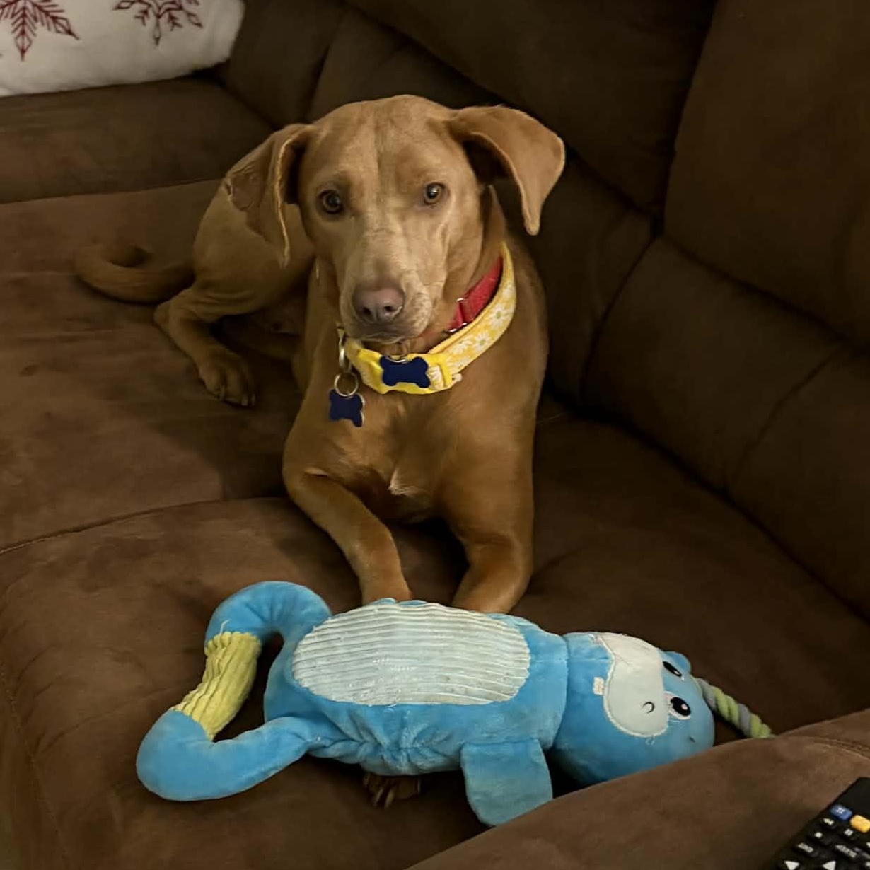 PIXIE GIRL, Adoptable, Young Female Labrador Retriever & Mixed Breed.