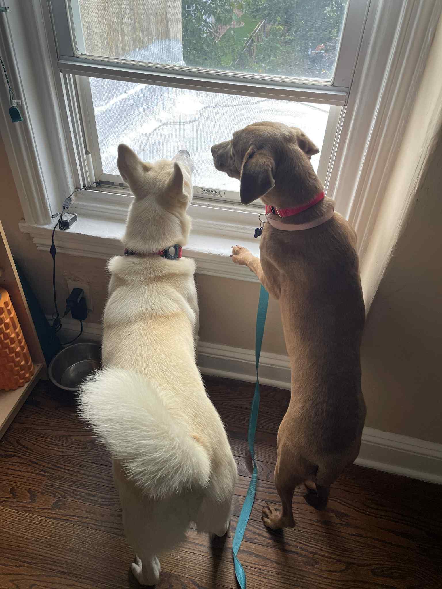 Enlarge PIXIE GIRL, a Adoptable mixed breed in Blue Bell, PA image 4/6