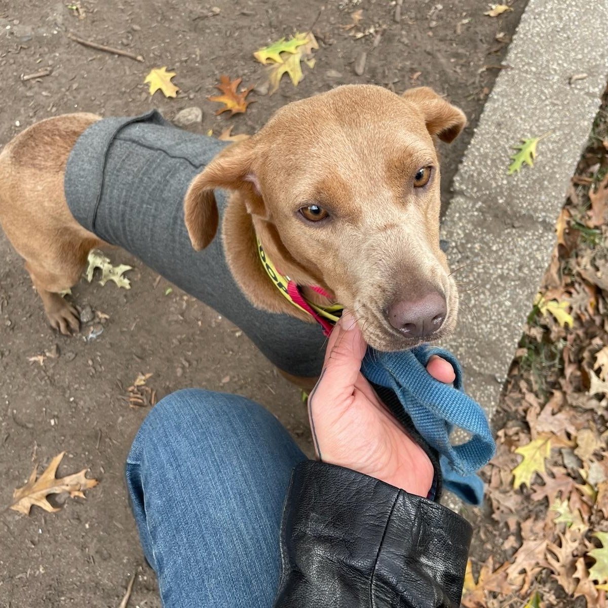 Enlarge PIXIE GIRL, a Adoptable mixed breed in Blue Bell, PA image 5/6